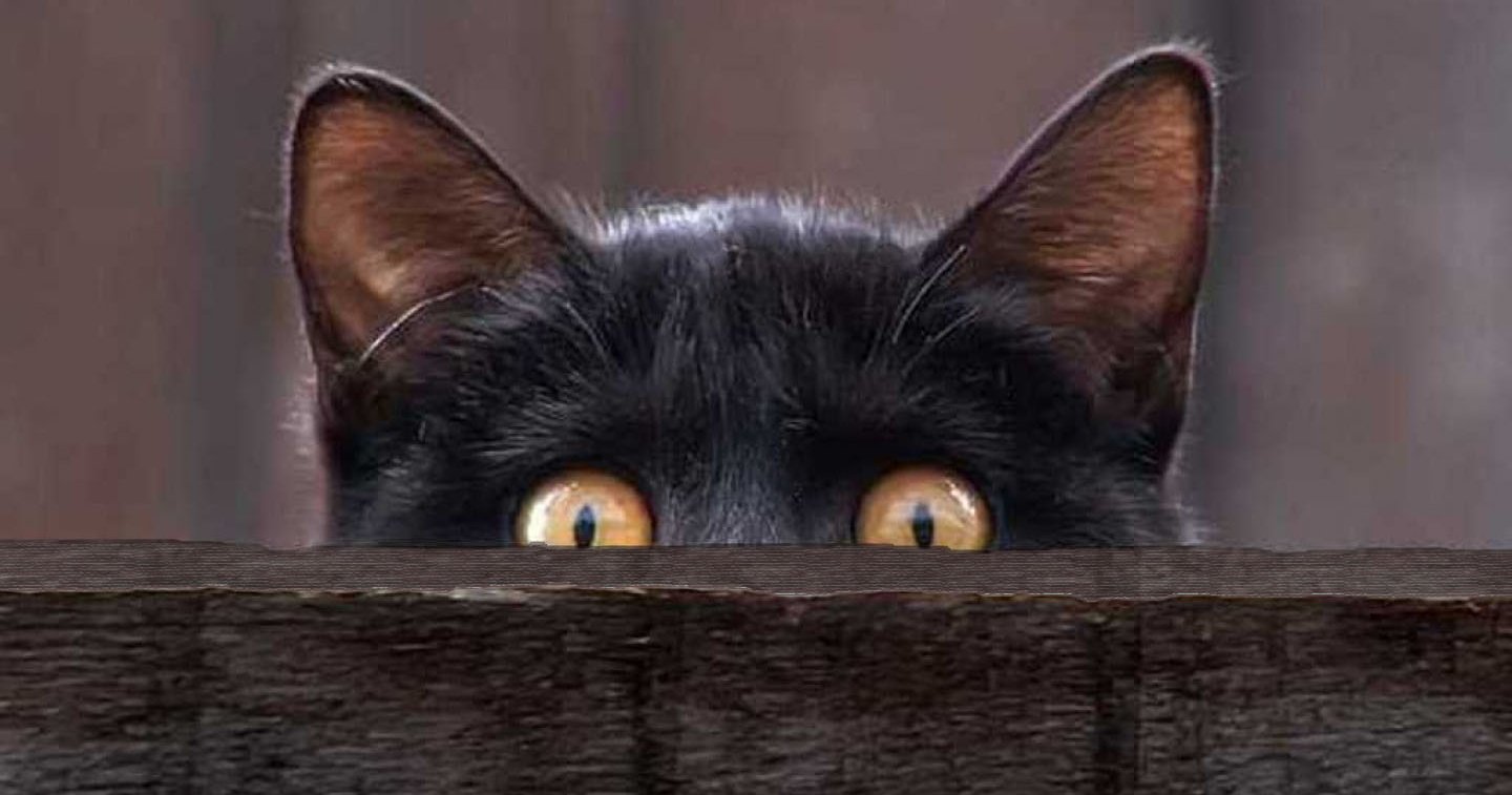 Collier camera pour chat 🐈 sur lucky pour voir sa journée en POV